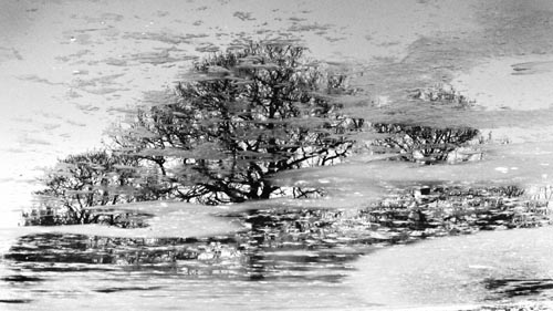 Reflection in Icey Water 01